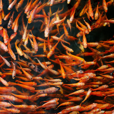 Small red carp in the lake water. Natural backgrou