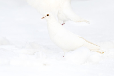 白雪里的白鸽
