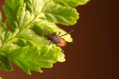 Female of the tick sitting on a leaf, brown backgr