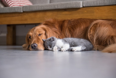 金毛猎犬和英国短毛猫