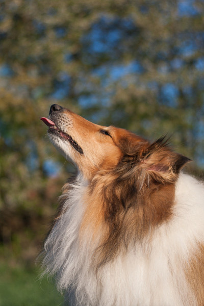 黄金粗毛牧羊犬舔自己