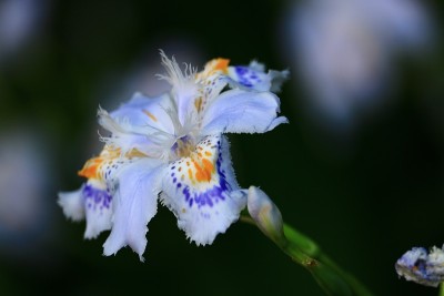 蝴蝶花
