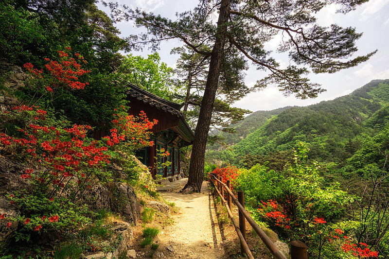 皇家杜鹃花和佛教圣地