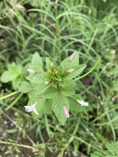自然花园中的野生蜘蛛花植物
