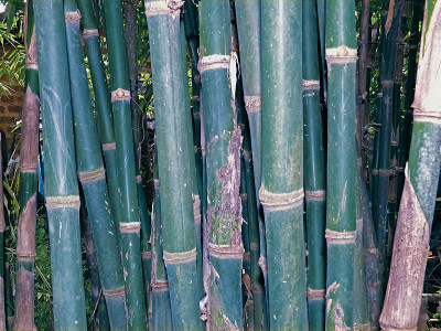 竹子种植