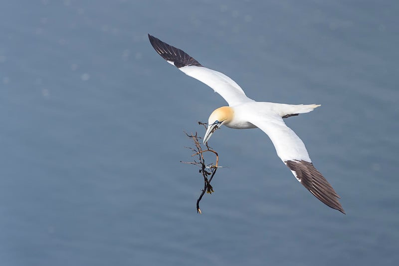 北塘鹅(Morus bassanus)