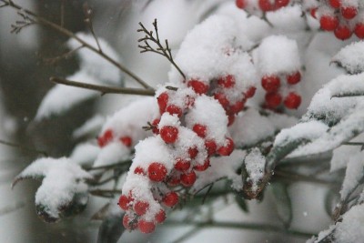 水果，冬天，雪，暴风雪