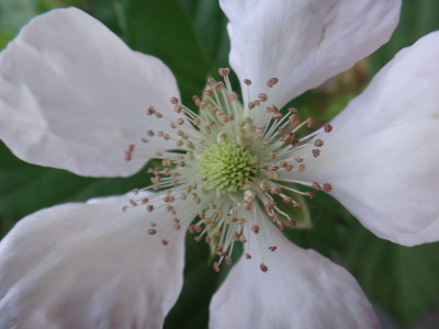 黑莓花