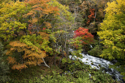从日本北海道的旅游胜地——太美桥上，可以看到阿干河美丽的秋景