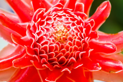 火炬姜花