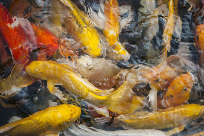 锦鲤