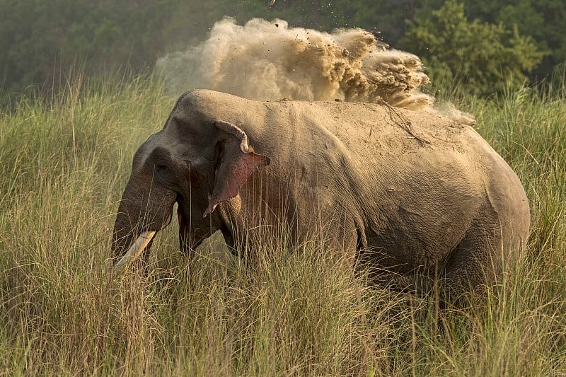 TUSKER