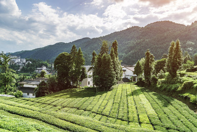 中国湖北茶园鸟瞰图。