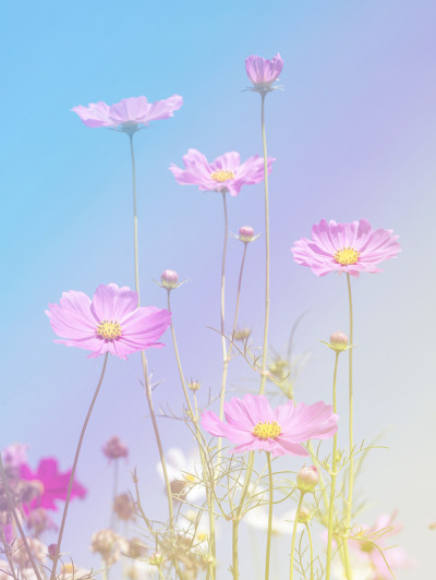 宇宙花背景1