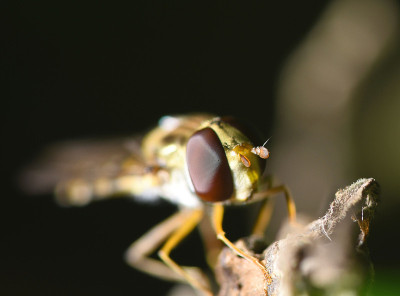 Promachus yesonicus