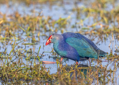 紫木鸡- Keoladeo国家公园，Bharatpur，印度。