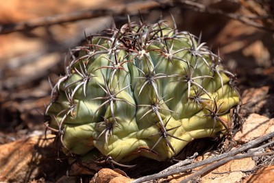 土耳其Melocactus帽子仙人掌