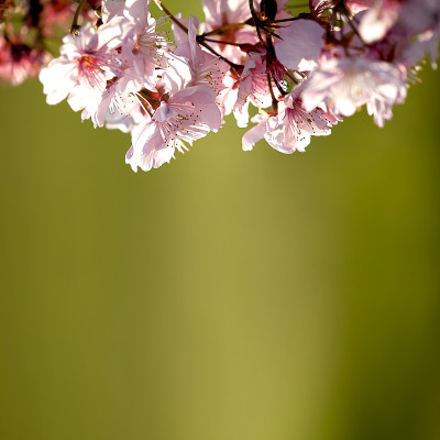 樱花、寺庙、蓝天