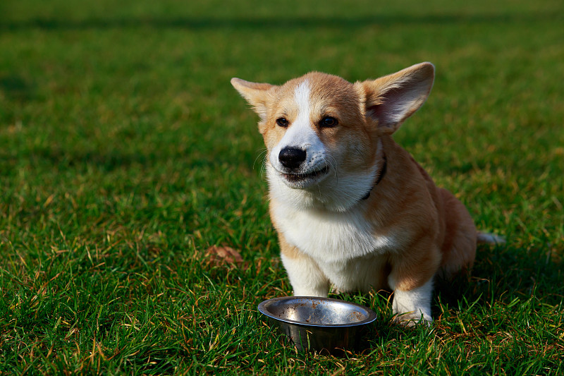 犬种威尔士柯基彭布罗克