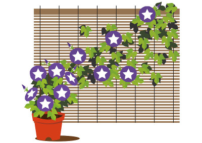 牵牛花。