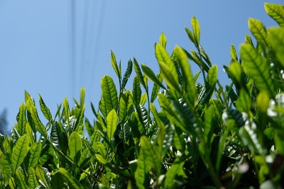 静冈的新鲜春茶。