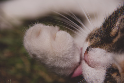 猫舔它的爪子。