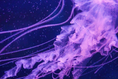 摘要紫色水母