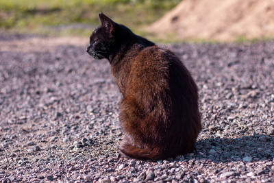黑猫在街上走