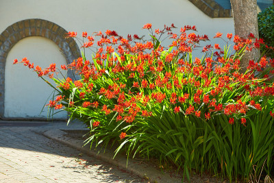 一个叫路西法的Crocosmia在花园中，背景是墙砖。