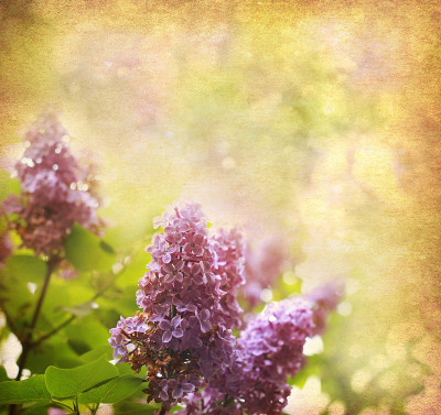 背景是紫丁香花