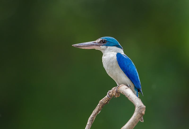 颈翠鸟，白颈翠鸟，红树林翠鸟(Todiramphus chloris)在一个绿色的背景的树枝上。