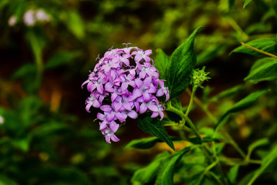 紫色的花