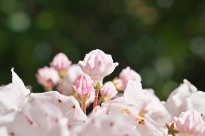 Kalmia