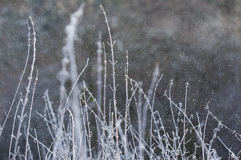 草地雪景