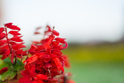 花