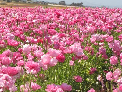 鲜花鲜艳多彩