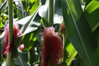 Cob