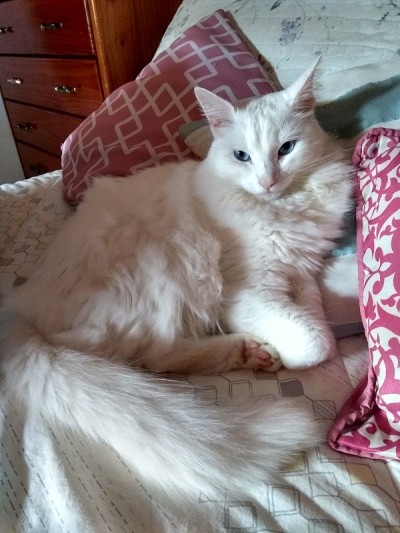 土耳其安哥拉猫