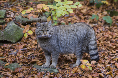 野猫，欧洲野猫