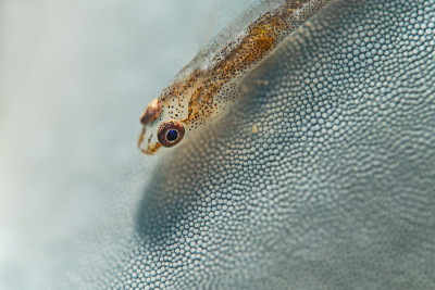 海星上的虾虎鱼