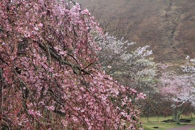 日本静冈县伊豆的佐藤樱(多雨)