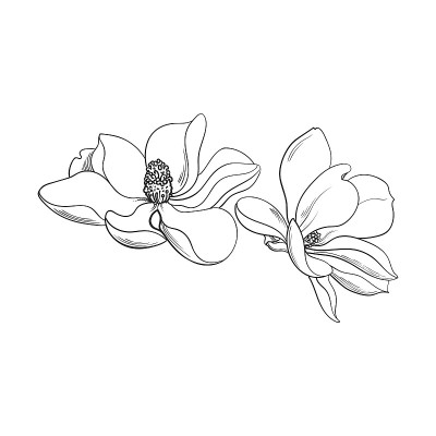 两朵粉红色的玉兰花，矢量草图