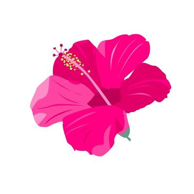 奇异的花。白色背景上的热带花朵。股票矢量插图与粉红色的花。元素为明信片和设计。