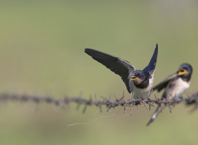 年幼的家燕(Hirundo rustica)栖息在带刺的铁丝网上等待喂食。