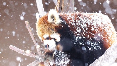 红熊猫