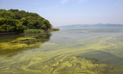 太湖被污染的水