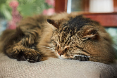 好睡觉的猫