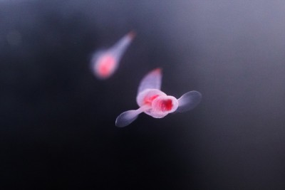 知床妖精