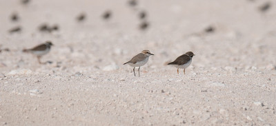 卡塔尔海岸上的一种灰色珩，Pluvialis squatarola。