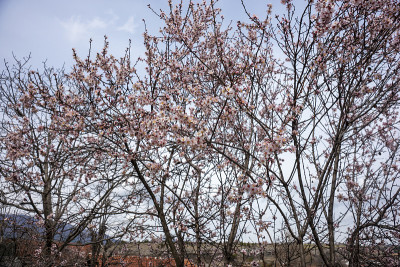 春暖花开在藏红花里。Karabuk、土耳其